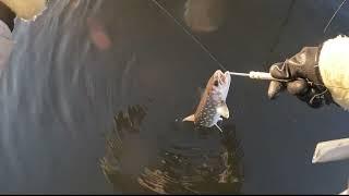 2023年1月12日のアメマス　Hokkaido　フライフィッシング　北海道　FlyFishing