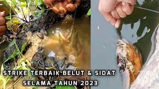 STREK² TERBAIK BELUT BESAR & SIDAT | BEST EEL FISHING