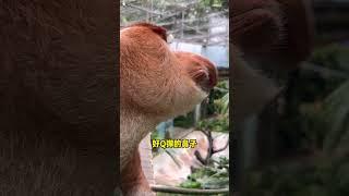 Proboscis monkey Mr  Na's nose is so Q bomb #Changlong Proboscis Monkey #Original Video #Changlong W