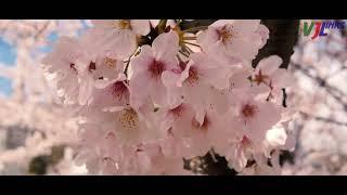 SAKURA WITH VJ LINKS TRAVEL - DU LICH VIET NHAT