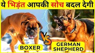 German Shepherd VS Boxer Who Would Win | Which Dog Is Best | Wildlife Claws