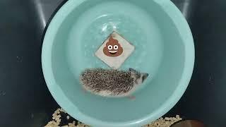  Ёжик бегает по колесу и какает. Hedgehog runs on a wheel and poops. #ezhikafro #hedgehog