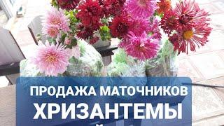 ПРОДАЖА МАТОЧНИКОВ ХРИЗАНТЕМЫ ПО ВСЕЙ РОССИИ. В АССОРТИМЕНТЕ КОРЕЙСКИЕ ВИДЫ И МУЛЬТИФЛОРА.