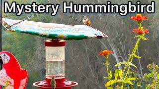 Pied Hummingbird Striking White Face Rufous Odd coloring See Hummingbirds at Feeder with DIY Nectar