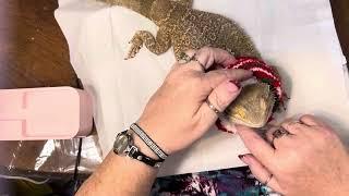 HOW to Put A Sweater on Your Bearded Dragon! Featuring Fantastic Finnian the Dragon!