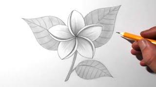 How to Draw a Jasmine Flower for Beginners | Pencil Drawing & Shading