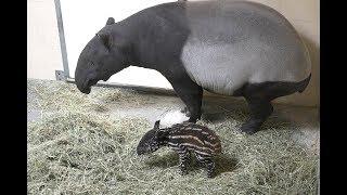 Baby Tapir Calf Born at Point Defiance Zoo