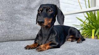 Family Diary- Dachshunds in the sun.