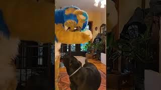 FURRY EATS THEIR OWN DOG #Furry #Fursuit #furryfandom