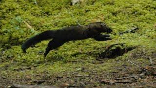 Eight more fishers released into the North Cascades