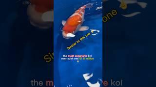 Some koi are worth more than a million dollars  #koipond #koi #fish #pond #pets #greenville