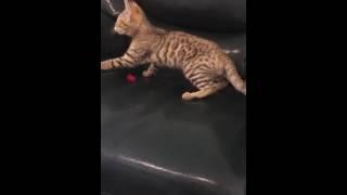 Chausie f2 чаузи Камышовый кот Хаус jungle cat