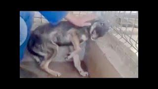 Abused Dog Feels For the First Time Petting Instead of Abusing