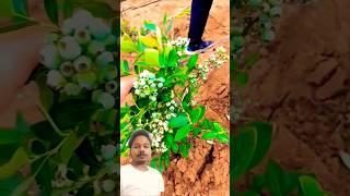 Blue berry plant is here #farming #fruit #agriculture #agro #knowledge #gyan #prajapati #tech