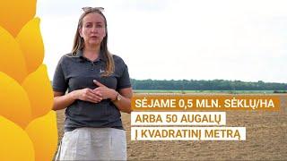 #18-2020. Žieminių rapsų sėja UAB „Barzdų Agroservisas" ūkyje.