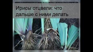 Ирисы отцвели: что дальше с ними делать