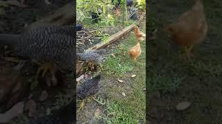 Back Yard Chickens are the NEW NORMAL on @EatYourBackYard