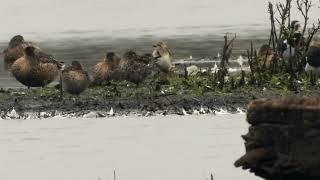 Black-winged Pratincole preens its feathers  4K