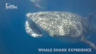 Whale Shark Snorkeling Experience in Cancun