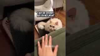 The Cat’s Like, ‘Sorry, I’m Not Your Average Feline