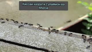 Киссаи Хазрати Сулаймон ва дуои мурча