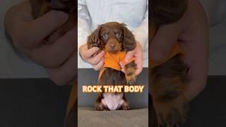 Dancing DACHSHUNDS ROCK #minidachshund #dachshundpuppy #dachshund #puppy #dance #cutedog #funnydog