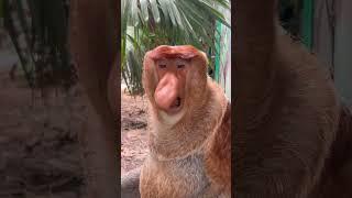 Proboscis Monkey Nakula #Changlong Proboscis Monkey #Original Video #Changlong Safari Park