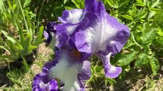 Iris - Going My Way 4K