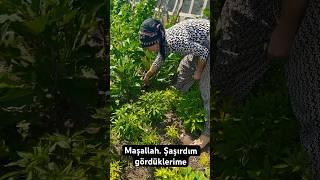 #viralvideo #patlıcan #bahçe #seram #