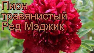 Пион травянистый Ред Мэджик (paeonia)  пион Ред Мэджик обзор: как сажать рассада пиона Ред Мэджик