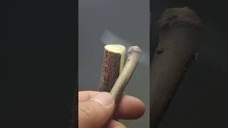 #Fruit tree grafting technology #sharing, as long as it is aligned, it can survive, moisture #