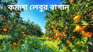 কমলা লেবুর বাগান