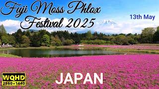 Fuji Moss Phlox Festival in Japan and Mt. Fuji, Shibazakura, Peter Rabbit English Garden