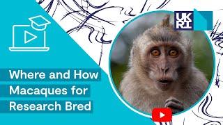 The MRC Centre for Macaques | Where and How Macaques for Research Bred