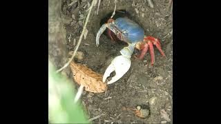 Halloween Crab in Costa Rica