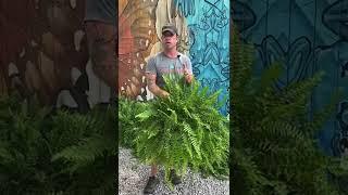 How to Keep Fern Baskets Looking Nice