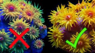 Top Coral Choices for the Daylight Aquarium