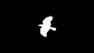Kevin Crow for U.S. Senate