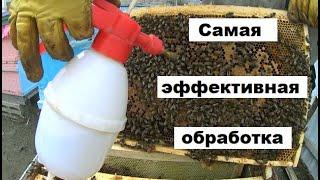 Самая эффективная обработка от клеща Варроа