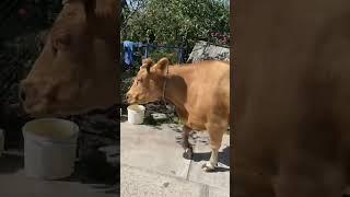 Куди це вона так спішить#cow #animal #animals #villagelife #diy #farming #farmer #farm #village