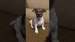 Small Puppy Jack Russell is barking #puppy #barking #pets