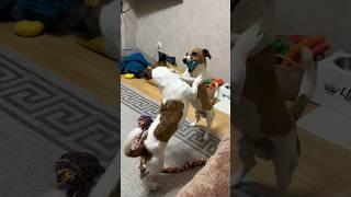 Дикий попрыгун и два Джек Рассел терьера /ч.1 #джекрасселтерьер #jackrussellterrier