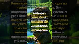 Бобры СССР: Чудо Кавказа 1950-х! #Бобры #СоветскаяНаука #Кавказ