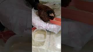 hatch day 19 just 2 dayz left #shorts #ytshorts #viral