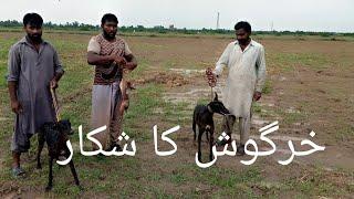 Rabbit hunt 2020|khrgosh ka shkar  new shkar 2020| tazi koty ka shkar