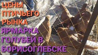  Цены птичьего рынка. Ярмарка голубей в Борисоглебске. Bird Market. Pigeon Fair. الحمام. 鸽子.