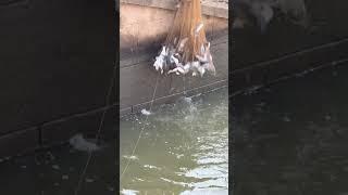 Amazing Process Of Catching A Full Net Of Fish !