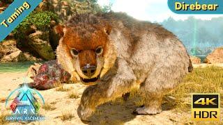 ARK Survival Ascended : Tame a Direbear