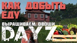 Как вырастить овощи в dayz, гайд как добывать еду