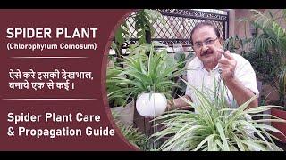 Spider Plant Care Indoor & Propagation I कैसे करें स्पाइडर प्लांट की देखभाल और प्रोपागेट ?